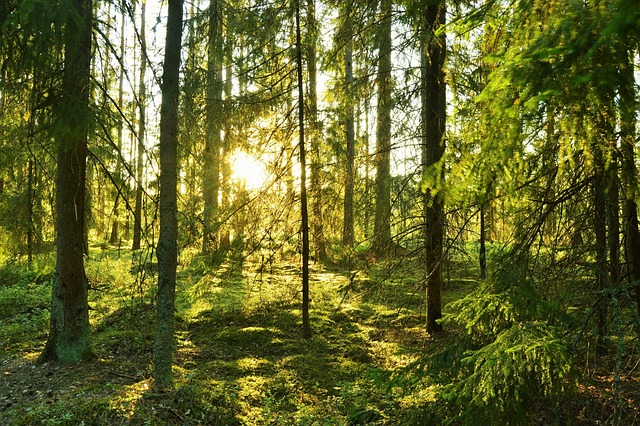 LOPPISAR PÅ GOTLAND